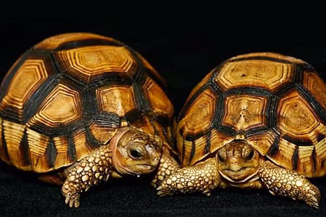 Rùa lưỡi cày có màu sắc và cấu trúc vỏ rất bắt mắt. Yếm của chúng vươn cong về phía cổ họng nên nó có hình dạng giống lưỡi cày. Ảnh: wordpress.