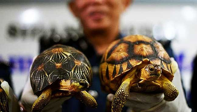 Rùa lưỡi cày chủ yếu ăn thực vật (rễ, củ, lá, thân) và phân động vật. Ảnh: malaysia24h.