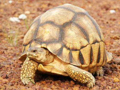 Rùa lưỡi cày đực có chiều dài thân trung bình khoảng 43-48 cm, trọng lượng khoảng 10,3 kg. Con cái nhỏ hơn, với chiều dài thân trung bình chừng 37cm và trọng lượng trung bình khoảng 8,8kg. Ảnh: thiennhien.