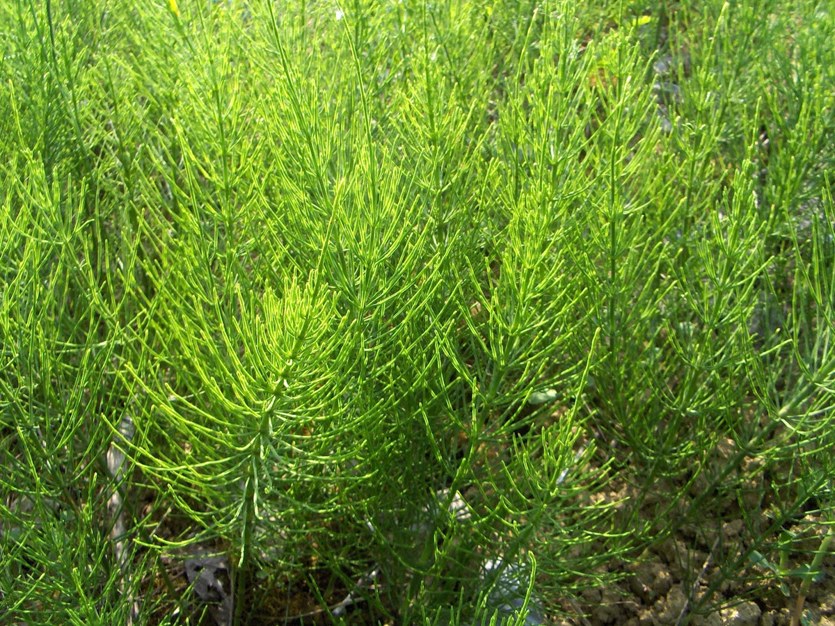 Cây mộc tặc có nguồn gốc ở châu Á ôn đới, Bắc Mỹ, Nam Mỹ và châu Âu. Ảnh: auco.