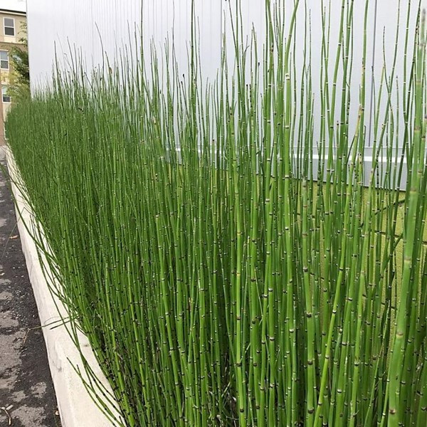 Cây mộc tặc thường mọc trong những khu rừng ẩm, dọc theo sông suối và những cồn cát hoặc vùng đất sét ẩm ướt thường có hàm lượng khoáng chất và Silic cao. Ảnh: canhquan.