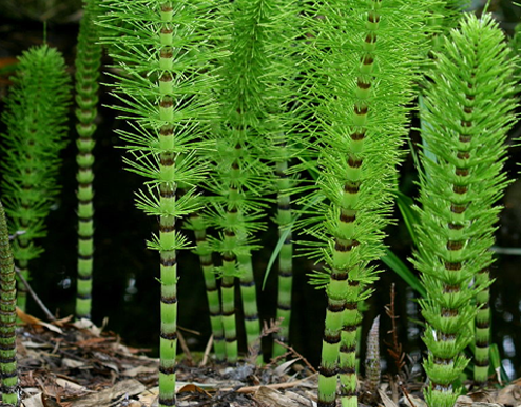 Cây mộc tặc có thể thu hoạch vào mùa hạ hoặc thu. Ảnh: hoadepviet.