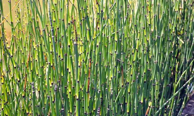  Cây mộc tặc có tên khoa học là Equisetum debile Roxb. Đây là cây thảo sống lâu năm, thân cây mọc đứng hình trụ rỗng, lá nhỏ dính vào nhau thành bẹ hình ống. Ảnh: blogspot.