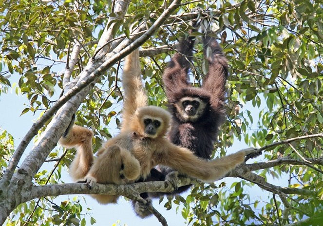 Vượn Cao Vít thuộc loài vượn đen Đông Bắc chỉ có ở vùng Đông Bắc Việt Nam và đảo Hải Nam, vùng Đông Nam Trung Quốc. Ảnh: tuoitre.