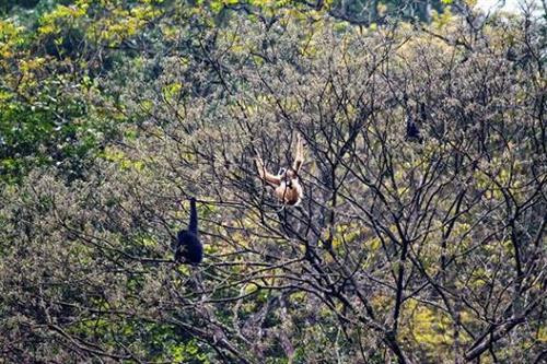 Ở Việt Nam, từ thập kỷ 50 của thế kỷ trước, loài vượn này đã không được nhìn thấy và bị coi là tuyệt chủng. Ảnh: dantocmiennui.