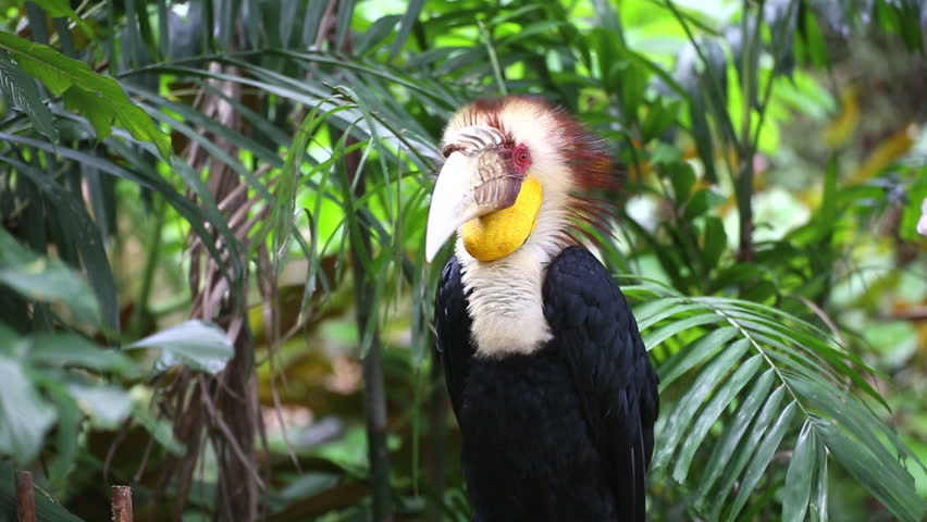 Thức ăn chủ yếu của niệc mỏ vằn là các loại quả cây trong rừng, ngoài ra chúng cũng ăn thêm côn trùng (chiếm khoảng 5% số lượng thức ăn). Ảnh: picdn.