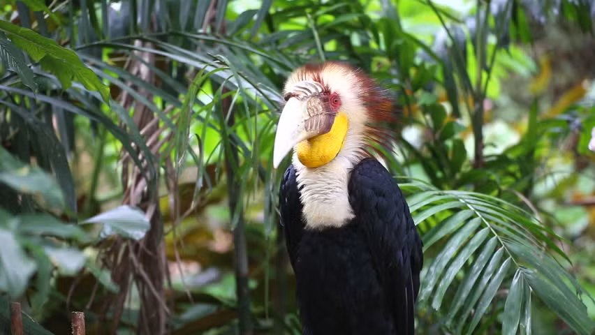 Thức ăn chủ yếu của niệc mỏ vằn là các loại quả cây trong rừng, ngoài ra chúng cũng ăn thêm côn trùng (chiếm khoảng 5% số lượng thức ăn). Ảnh: picdn.