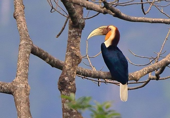 Niệc mỏ vằn sinh sản vào tháng 2 - 5, kéo dài tới 120 ngày. Thời gian ấp 40 - 45 ngày và thường chỉ thấy một con. Ảnh: orientalbirdimages.