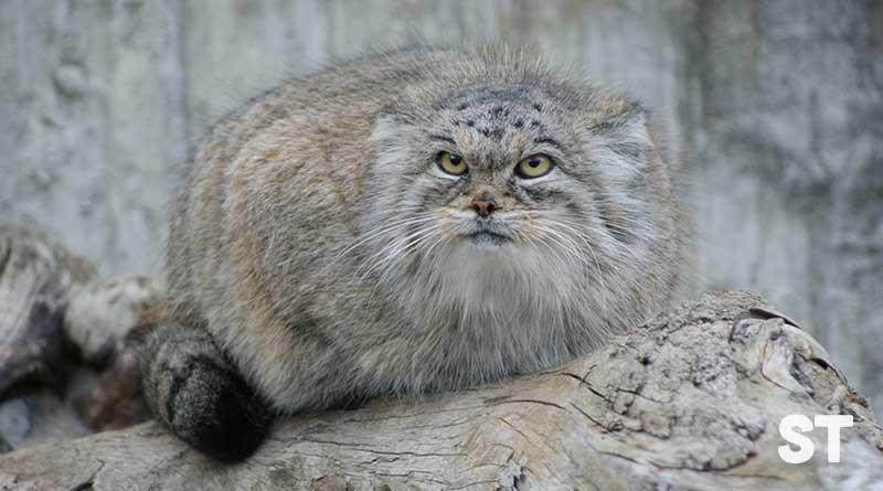 Mèo Pallas sinh sống tại các vùng đồng cỏ và thảo nguyên Trung Á như Tây Tạng, ở độ cao lên tới 5.000m. Ảnh: blogyeuchomeo.