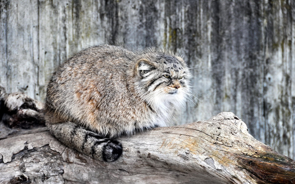 So với các loài mèo khác, mèo Pallas có khuôn mặt ngắn hơn, tạo ra cho nó một bộ mặt dẹt và “khó ở” như vậy. Ảnh: redsvn.