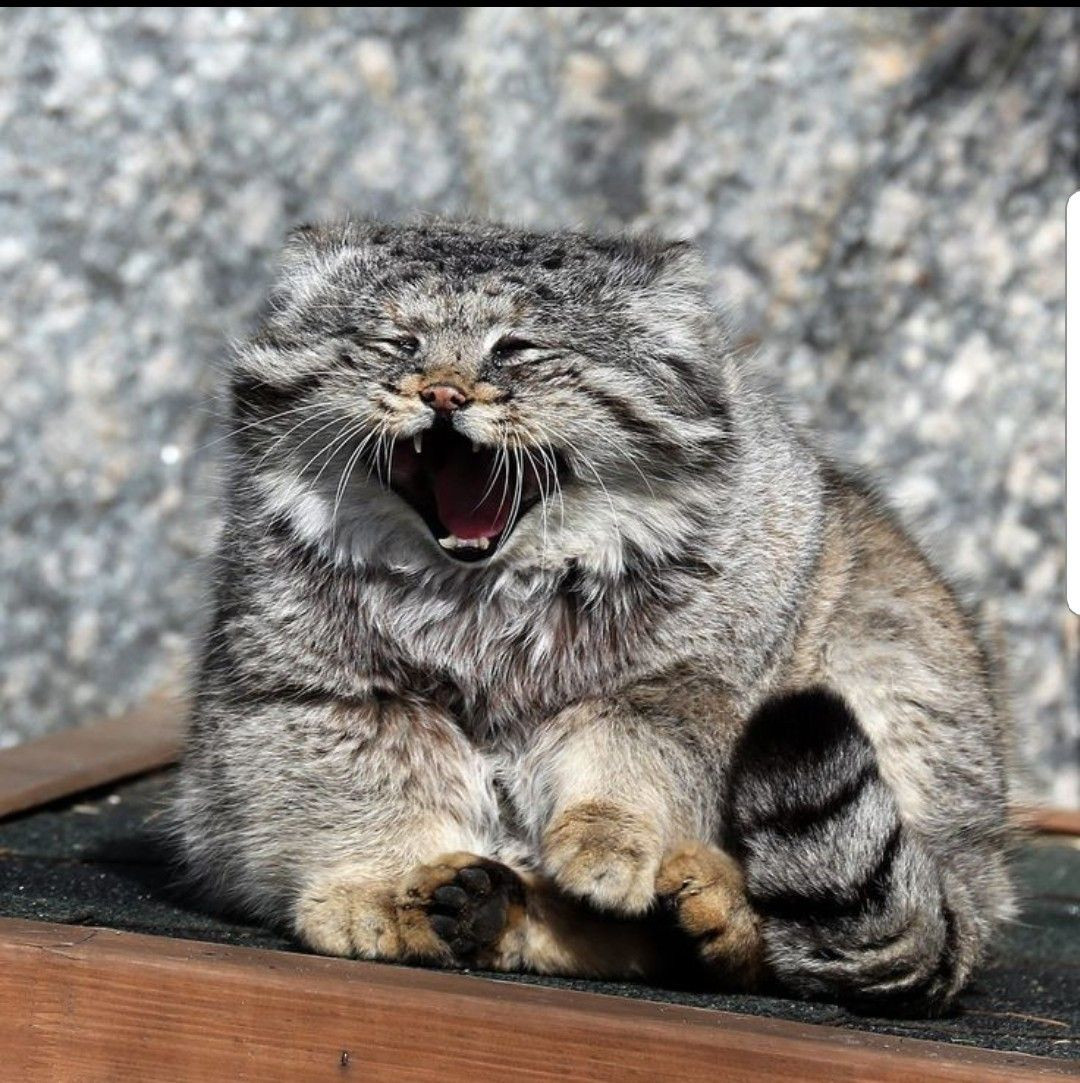 Thức ăn chủ yếu của mèo Pallas là các loại chuột: chuột nhảy, chuột đồng và đôi khi là một số loài chim. Ảnh: pinimg.