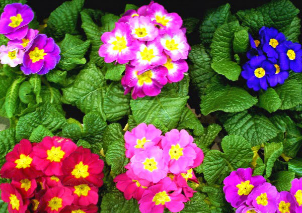 Không chỉ có tác dụng trang trí, củ của cây hoa báo xuân còn có tác dụng như một loại thuốc mỡ, dùng bôi vào da để tránh bị thẹo rỗ sau khi bị bệnh đậu mùa. Ảnh: cayvahoa.