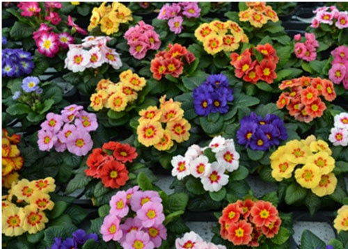 Hoa báo xuân có tuổi thọ 1 hoặc 2 năm. Cây mọc thành bụi, gốc cao từ 12cm - 20cm, lá mọc từ gốc, hình bầu dục. Ảnh: hoatetdep.