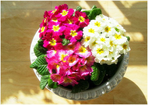 Hoa báo xuân là một cây lâu năm thường xanh ở tỉnh Yunnan của Trung Quốc. Loài hoa này đã được nhập quốc tịch ở nhiều nơi trên thế giới. Ảnh: cayvahoa.