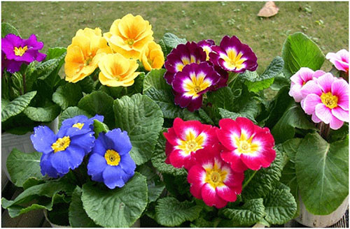 Hoa báo xuân có nhiều màu sắc khác nhau nhưng chủ yếu là sắc thái đỏ và mận. Ảnh: hatgionghoadepla.