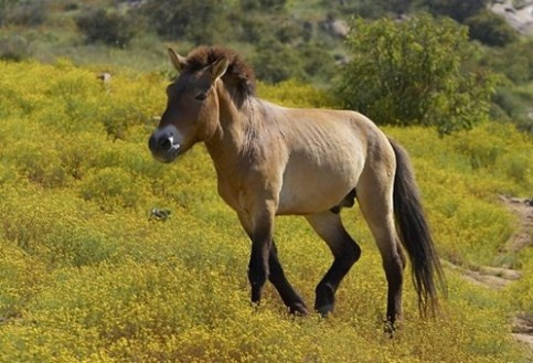 Ngựa hoang Mông Cổ đã từng xuất hiện cách đây hơn 20.000 năm và là loài ngựa được sử dụng nhiều nhất trong chiến trận. Ảnh: vanhoamuonmau.