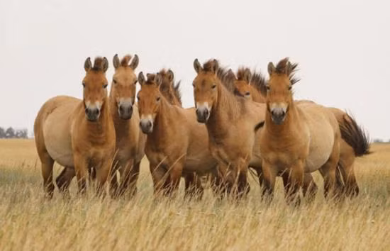 Ngựa hoang Mông Cổ là loài ngựa có dòng máu hoang dã và không được thuần hóa. Ảnh baotintuc.