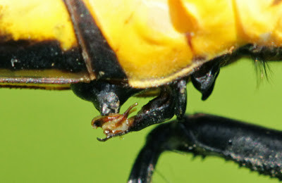 Sau khi đẻ trứng, chuồn chuồn Chlorogomphus nakamurai cái thường bay lên và ẩn nấp trên những tán lá của rừng nguyên sinh. Ảnh: blogspot.