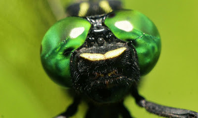 Chuồn chuồn Chlorogomphus nakamurai là loài chuồn chuồn hiếm, đặc hữu của vùng rừng núi đá vôi bắc Việt Nam. Ảnh: blogspot.