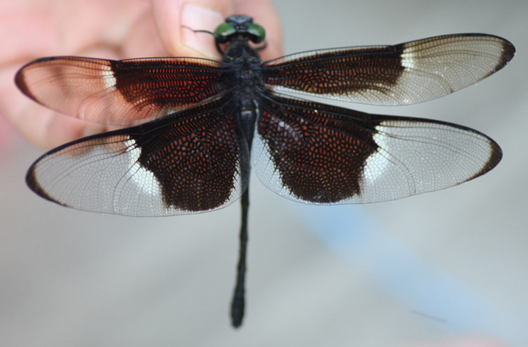 Chuồn chuồn Chlorogomphus nakamurai đực có đôi cánh trong suốt, đầu mút cánh có màu nâu nhạt. Trong khi đó, cánh của con cái lớn và sặc sỡ hơn, có màu nâu sáng và trắng đục. Ảnh: wordpress.