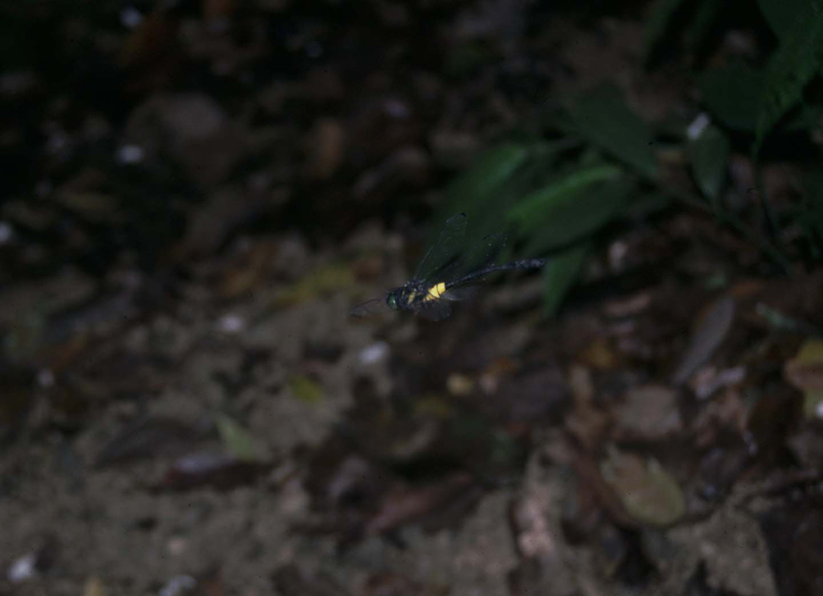 Chuồn chuồn Chlorogomphus nakamurai cái đẻ trứng có màu vàng sáng xuống dòng suối. Ảnh: allodonata.