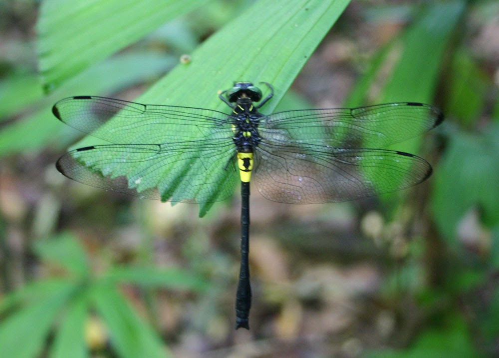 Chuồn chuồn Chlorogomphus nakamurai có kích thước lớn với sải cánh có thể đạt tới 11cm. Ảnh: blogspot.