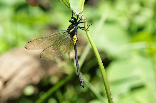 Chuồn chuồn Chlorogomphus nakamurai đực thường săn mồi dọc theo các khe suối trong rừng sâu, dưới tán cây rậm rạp. Chuồn chuồn cái ít xuất hiện hơn. Ảnh: blogspot.