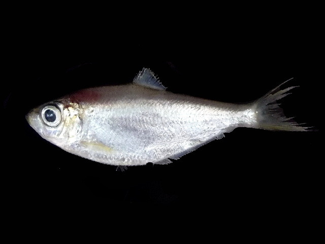 Cá đé có thân dài, đầu ngắn, mắt tương đối to, miệng nhỏ, môi dày, răng nhiều và nhỏ, thân màu trắng bạc. Ảnh: boldsystems.