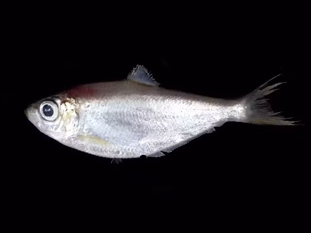 Cá đé có thân dài, đầu ngắn, mắt tương đối to, miệng nhỏ, môi dày, răng nhiều và nhỏ, thân màu trắng bạc. Ảnh: boldsystems.