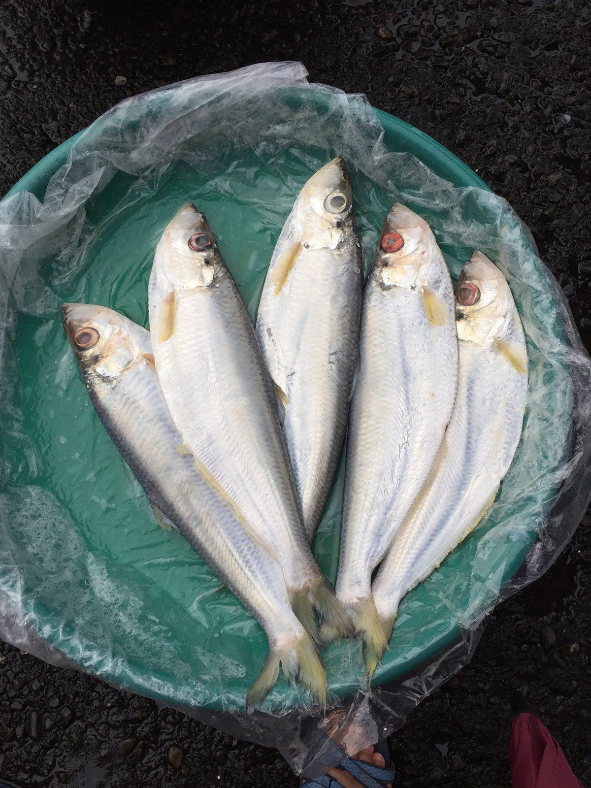 Trên thế giới, cá đé phân bố ở Ấn Độ Dương, Thái Bình Dương, Malaysia, Trung Quốc, Nhật Bản. Ảnh: inaturalist.