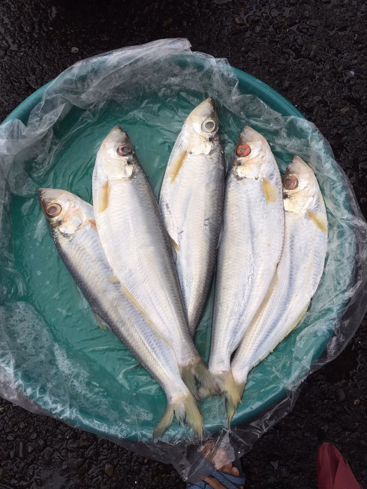 Trên thế giới, cá đé phân bố ở Ấn Độ Dương, Thái Bình Dương, Malaysia, Trung Quốc, Nhật Bản. Ảnh: inaturalist.