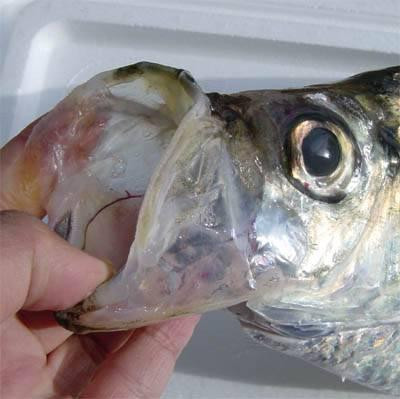 Thức ăn của cá đé là các loài giáp xác và cá nhỏ. Ảnh: kipkis.