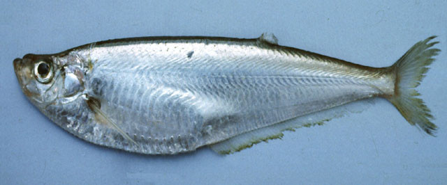 Cá đé sống ở tầng dưới, hoàng hôn thường nổi lên mặt nước cho đến rạng sáng hôm sau. Chúng thường tập trung ở độ sâu 9 - 18m. Ảnh: fishbase.