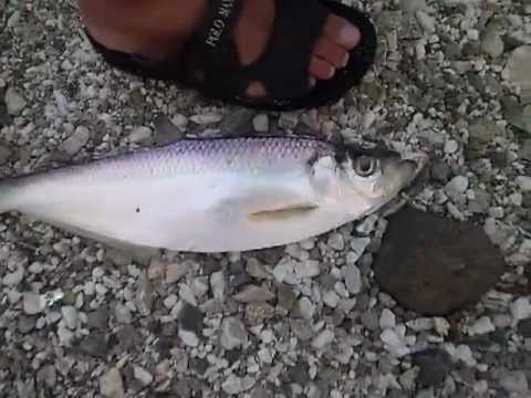 Ngoài ăn tươi, cá đé có thể được phơi khô để sử dụng dần. Ảnh: ytimg.