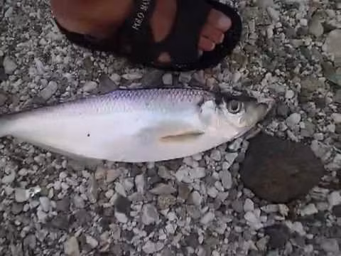 Ngoài ăn tươi, cá đé có thể được phơi khô để sử dụng dần. Ảnh: ytimg.