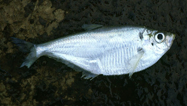 Tại Việt Nam, cá đé có thể khai thác quanh năm nhưng thường tập trung vào tháng 2 - tháng 9. Ảnh: fishbase.