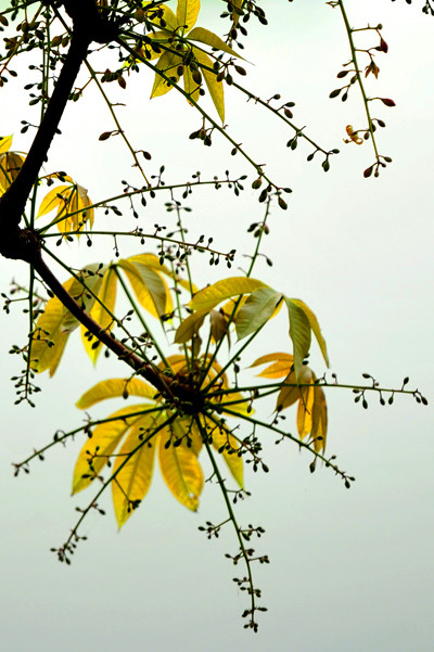 Nhựa của cây hoa mõ cũng có giá trị kinh tế bởi nó được sử dụng làm vật liệu của ngành chế biến giải khát và mỹ phẩm ở Việt Nam. Ảnh: blogcaycanh.