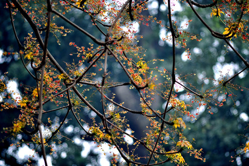  Nhựa của cây hoa mõ có nhiều chất dinh dưỡng tốt cho sức khỏe như Mg, K, Zn, Fe, Na và Ca ở dạng hữu cơ. Ảnh: blogcaycanh.