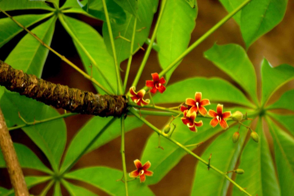 Đặc biệt, cây hoa mõ không bị sâu rầy phá hoại nhờ trong thân cây có chứa chất chống nấm. Ảnh: dichthuathanoi.
