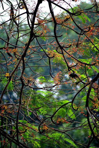 Cây hoa mõ là cây thân gỗ, cao, cành rất to, lá xanh hơi ngả vàng nhưng hoa thì bé xíu, đẹp, thường nở vào đầu tháng 4. Ảnh: caycanhthanglong.