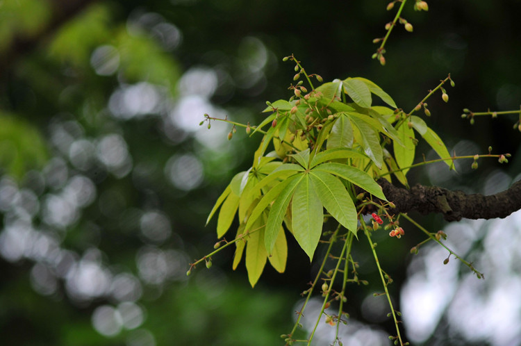 Ở Việt Nam, cây hoa mõ mọc nhiều ở vùng rừng Ninh Thuận, Bình Thuận. Ảnh: vietbao.