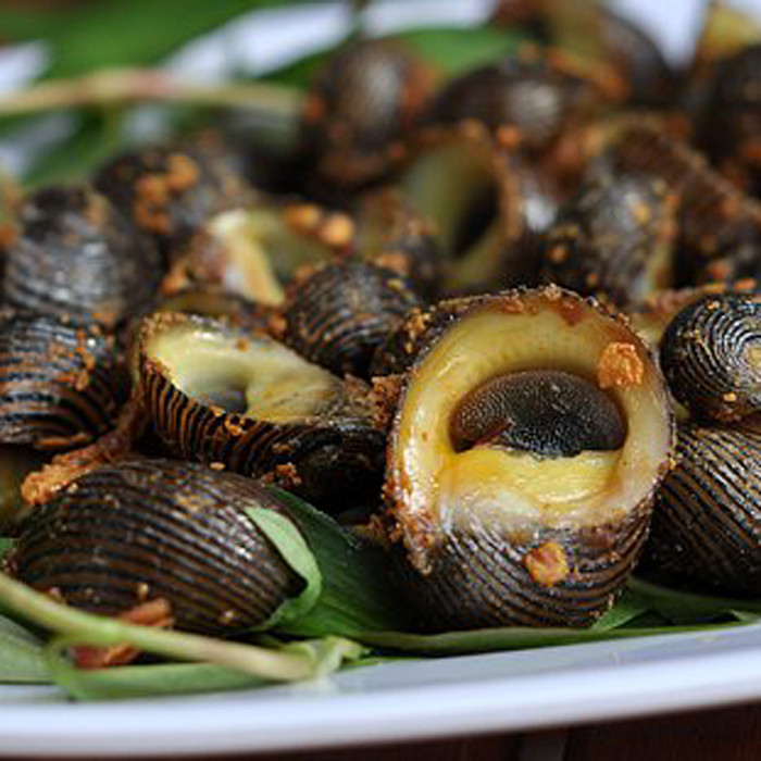 Trên thế giới, chúng phân bố ở Ấn Độ - Thái Bình Dương: từ Đông và Nam Phi, đến phía đông Polynesia; phía bắc đến nam Nhật Bản, và phía nam đến nam Queensland và New Caledonia. Ảnh: ocngongiare.