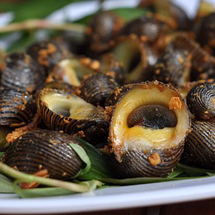 Trên thế giới, chúng phân bố ở Ấn Độ - Thái Bình Dương: từ Đông và Nam Phi, đến phía đông Polynesia; phía bắc đến nam Nhật Bản, và phía nam đến nam Queensland và New Caledonia. Ảnh: ocngongiare.