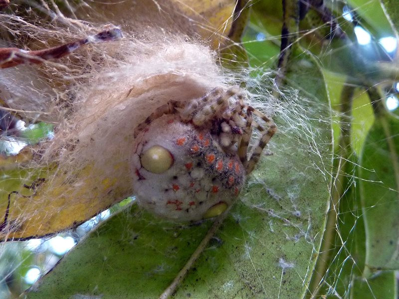 Sợi tơ mà nhện Ordgarius magnificus sử dụng để săn mồi có hình cầu và tỏa ra một mùi hương đặc trưng thu hút sâu bướm. Ảnh: bowerbird.