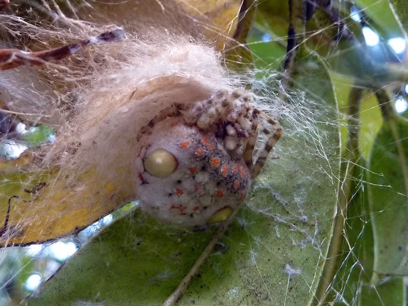 Sợi tơ mà nhện Ordgarius magnificus sử dụng để săn mồi có hình cầu và tỏa ra một mùi hương đặc trưng thu hút sâu bướm. Ảnh: bowerbird.