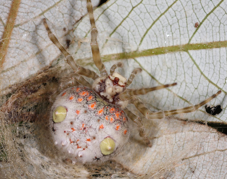 Nhện Ordgarius magnificus còn trở thành trợ thủ đắc lực của nhà nông trong việc kiểm soát sâu bệnh. Ảnh: arachne.