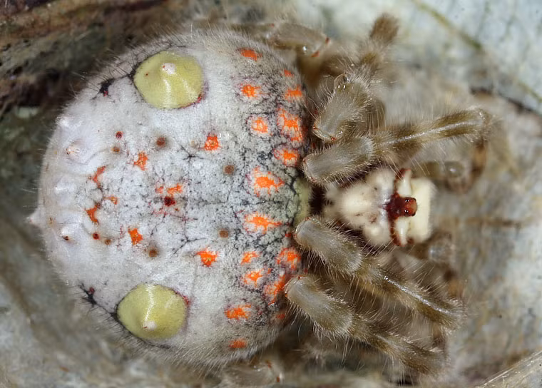 Không chỉ sở hữu vẻ bề ngoài sặc sỡ, nhện Ordgarius magnificus cũng không gây nguy hiểm cho con người. Ảnh: arachne.