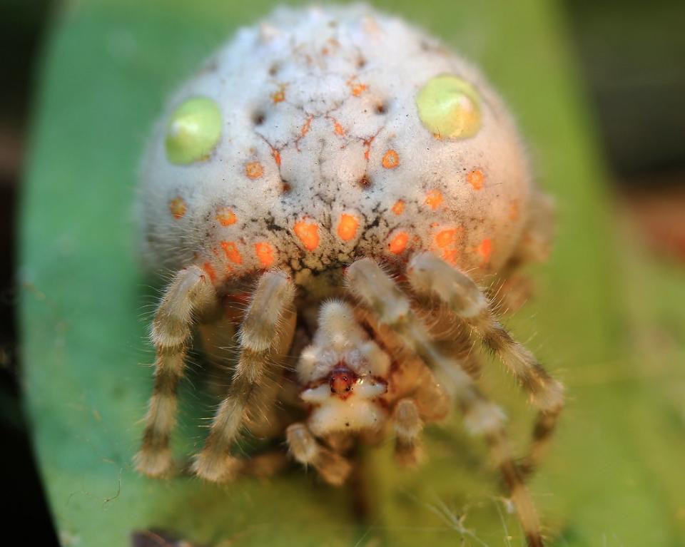 Nhện Ordgarius magnificus có khả năng săn mồi rất điệu nghệ: chúng sử dụng 1 sợi tơ để quăng, bắt dính con mồi y như cách con người đi câu cá. Ảnh: lostbird.