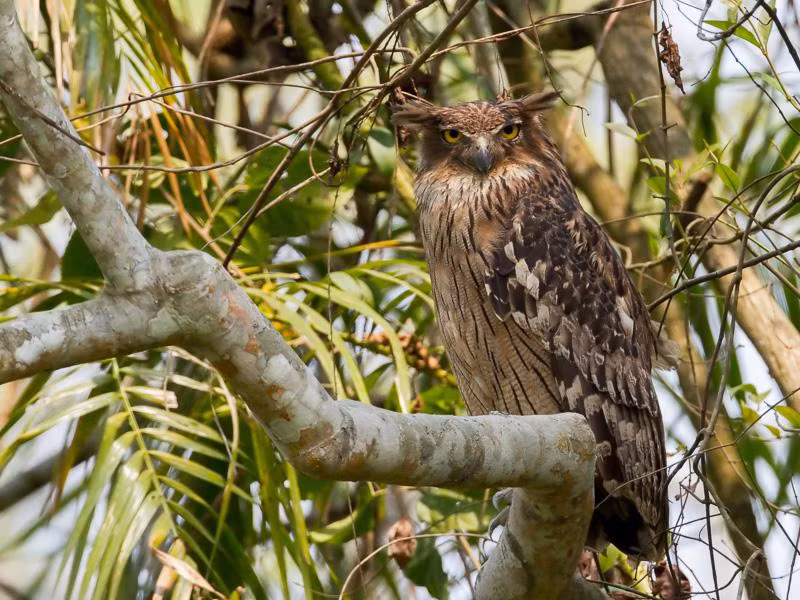  Dù dì phương Đông sinh sản vào tháng 12 đến tháng 3 năm sau, mỗi lần đẻ đẻ 1-2 trứng. Chúng thường làm tổ làm ở kẽ đá, hốc cây. Ảnh: hbw.