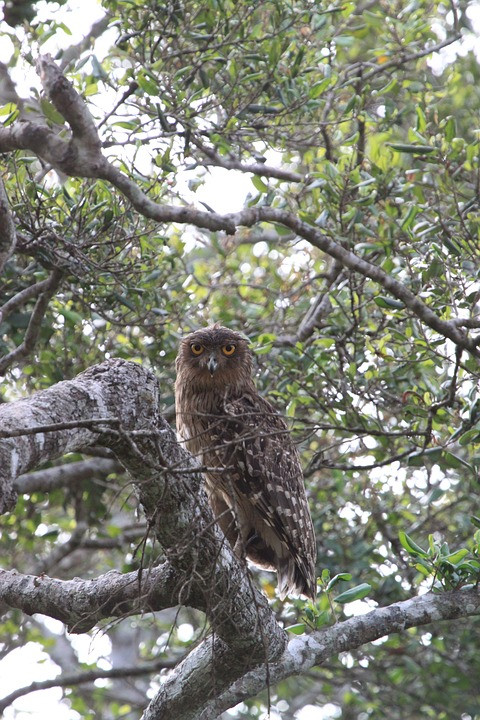 Dù dì phương Đông sống trong các rừng thưa, rừng gần nguồn nước như suối, đầm lầy. Ảnh: pixabay.